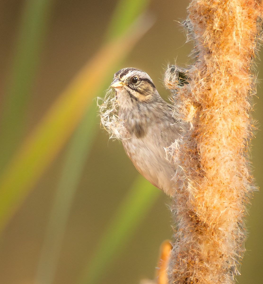 Swamp Sparrow - ML643870386