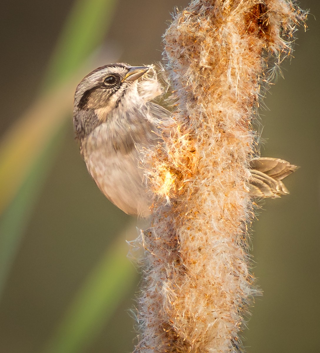 Swamp Sparrow - ML643870388