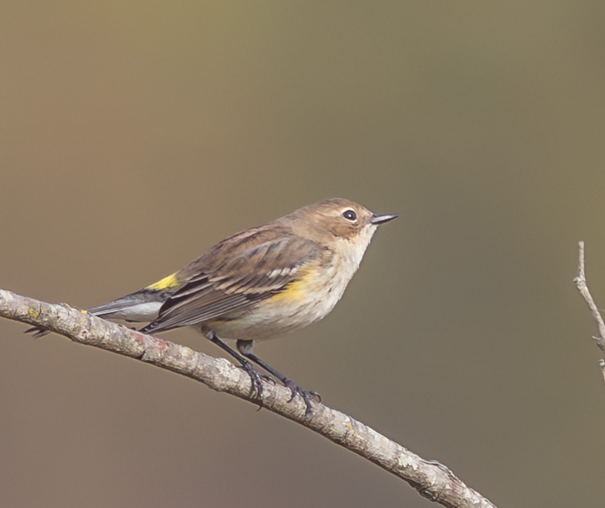 Yellow-rumped Warbler - ML643870393