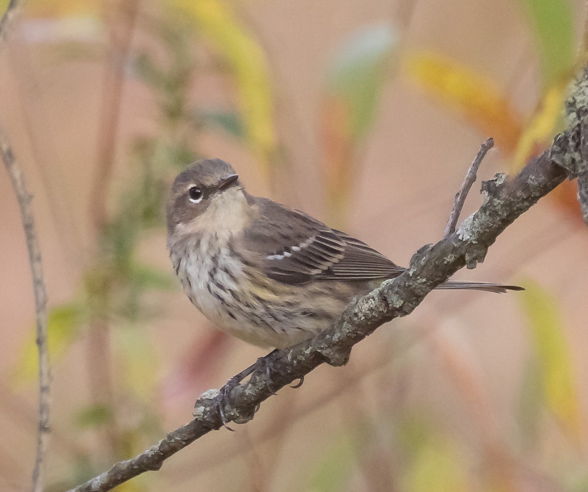 Yellow-rumped Warbler - ML643870394