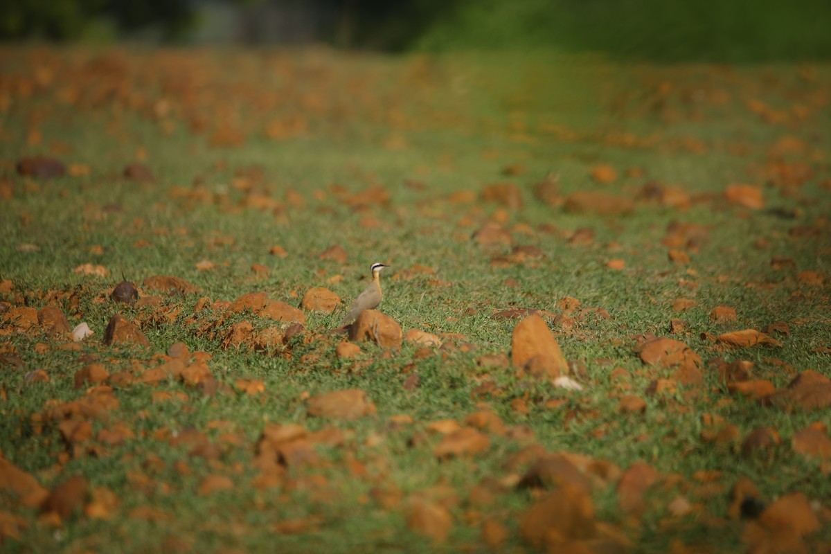 Indian Courser - ML643870403