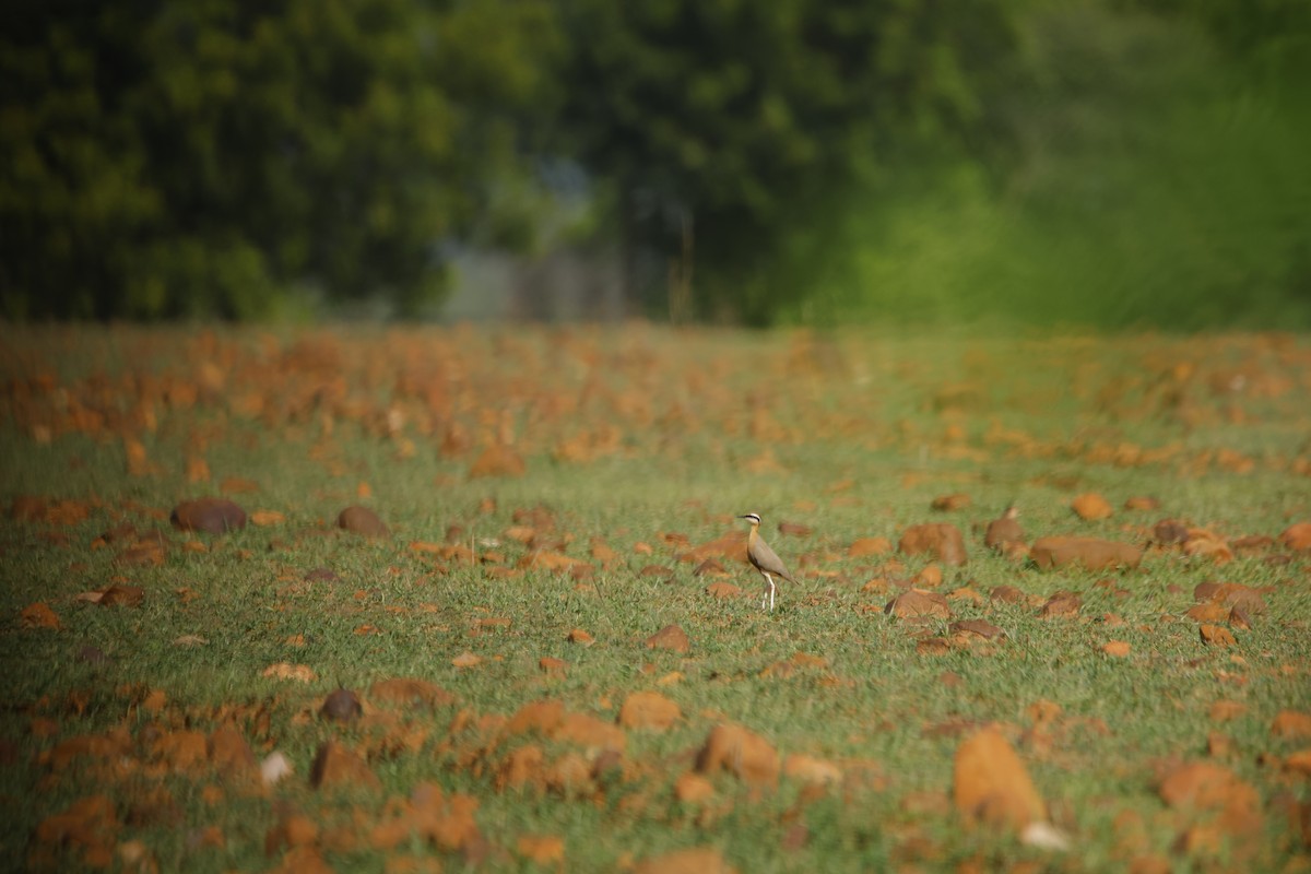 Indian Courser - ML643870404