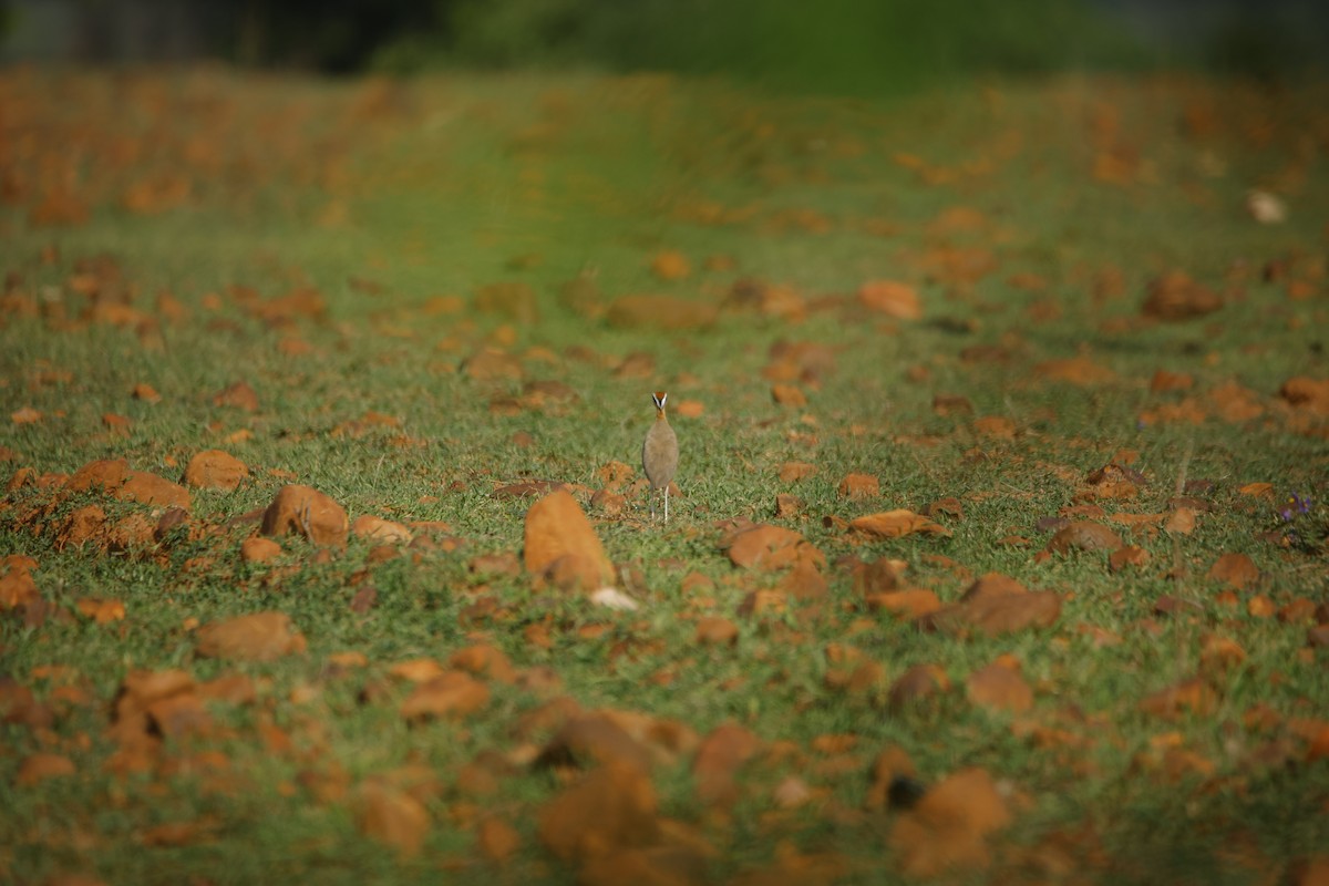 Indian Courser - ML643870405