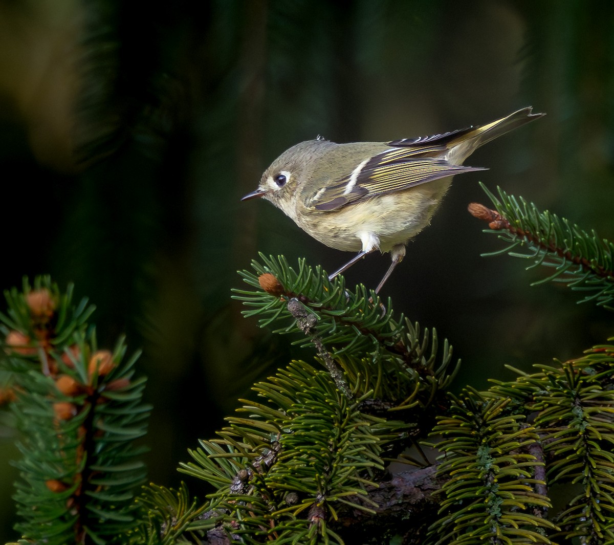 Ruby-crowned Kinglet - ML643870406