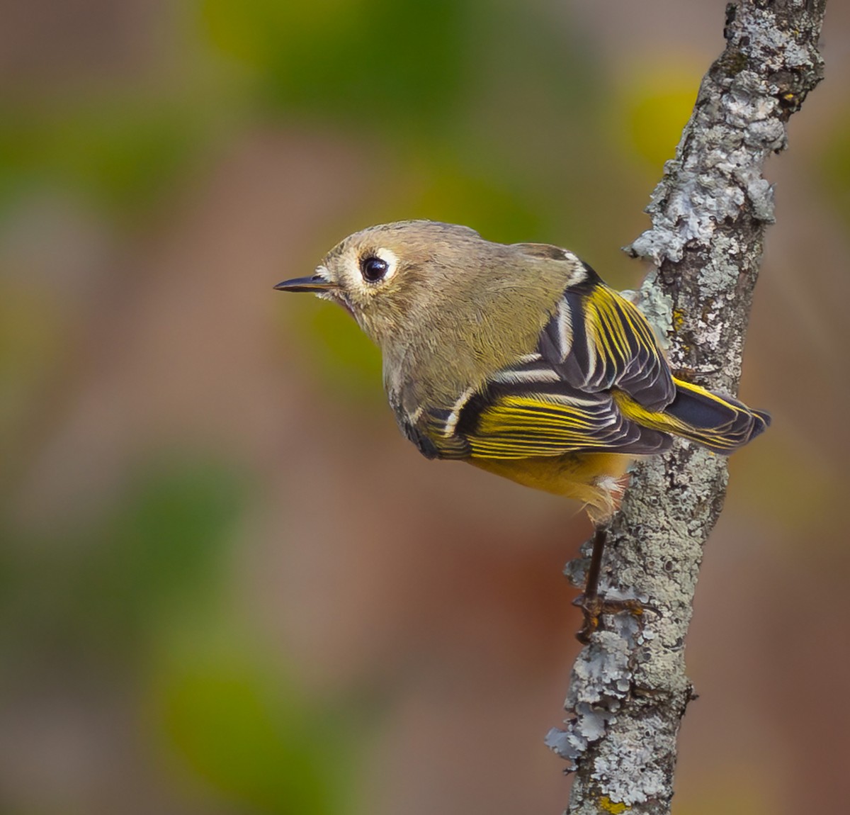 Ruby-crowned Kinglet - ML643870407