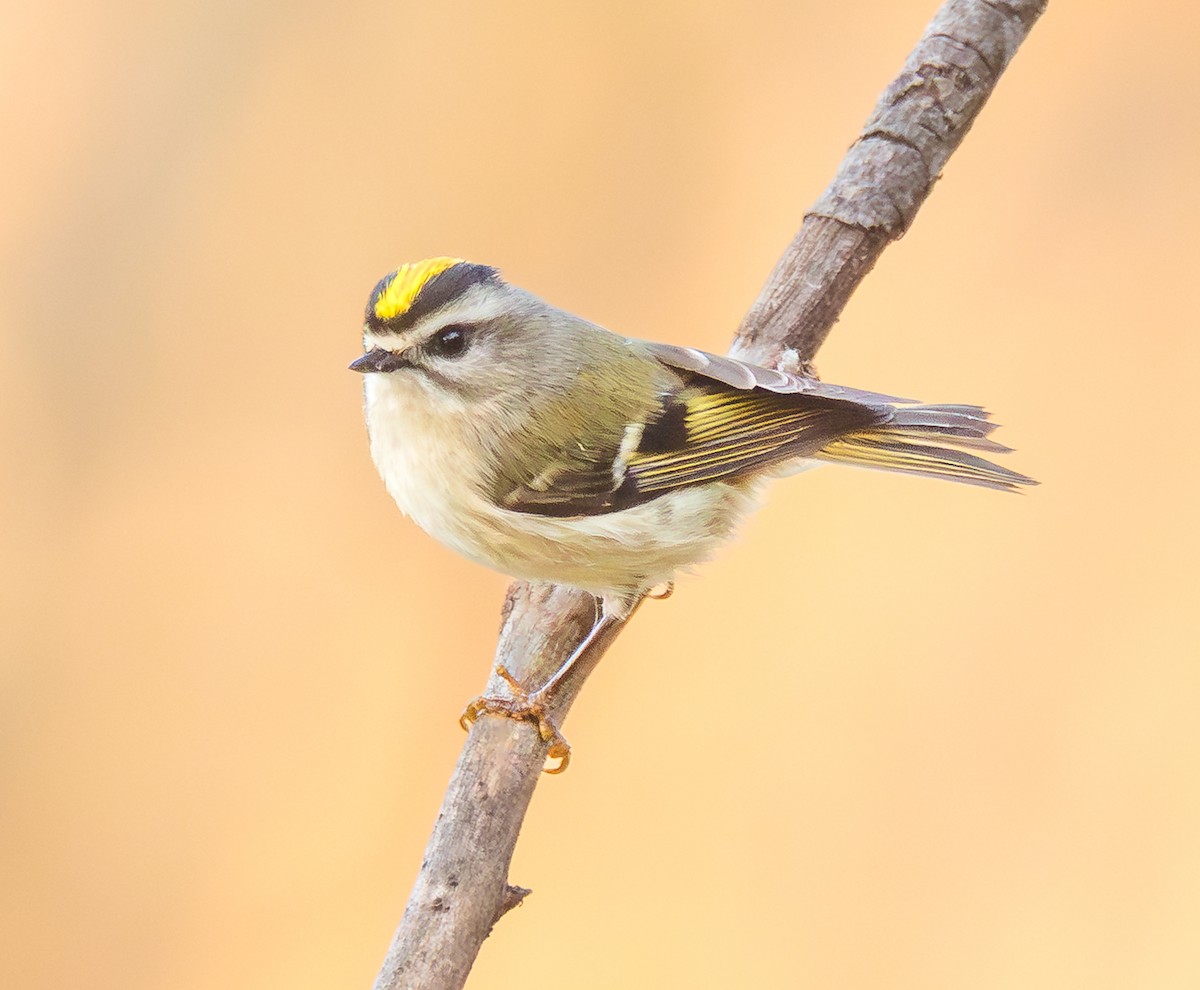Golden-crowned Kinglet - ML643870411