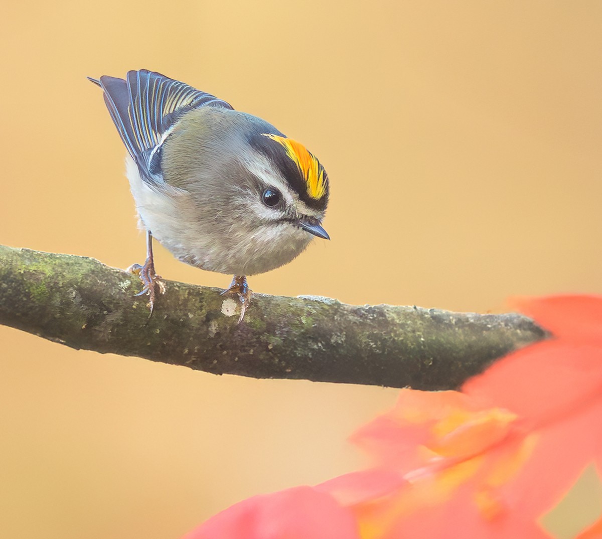 Golden-crowned Kinglet - ML643870412