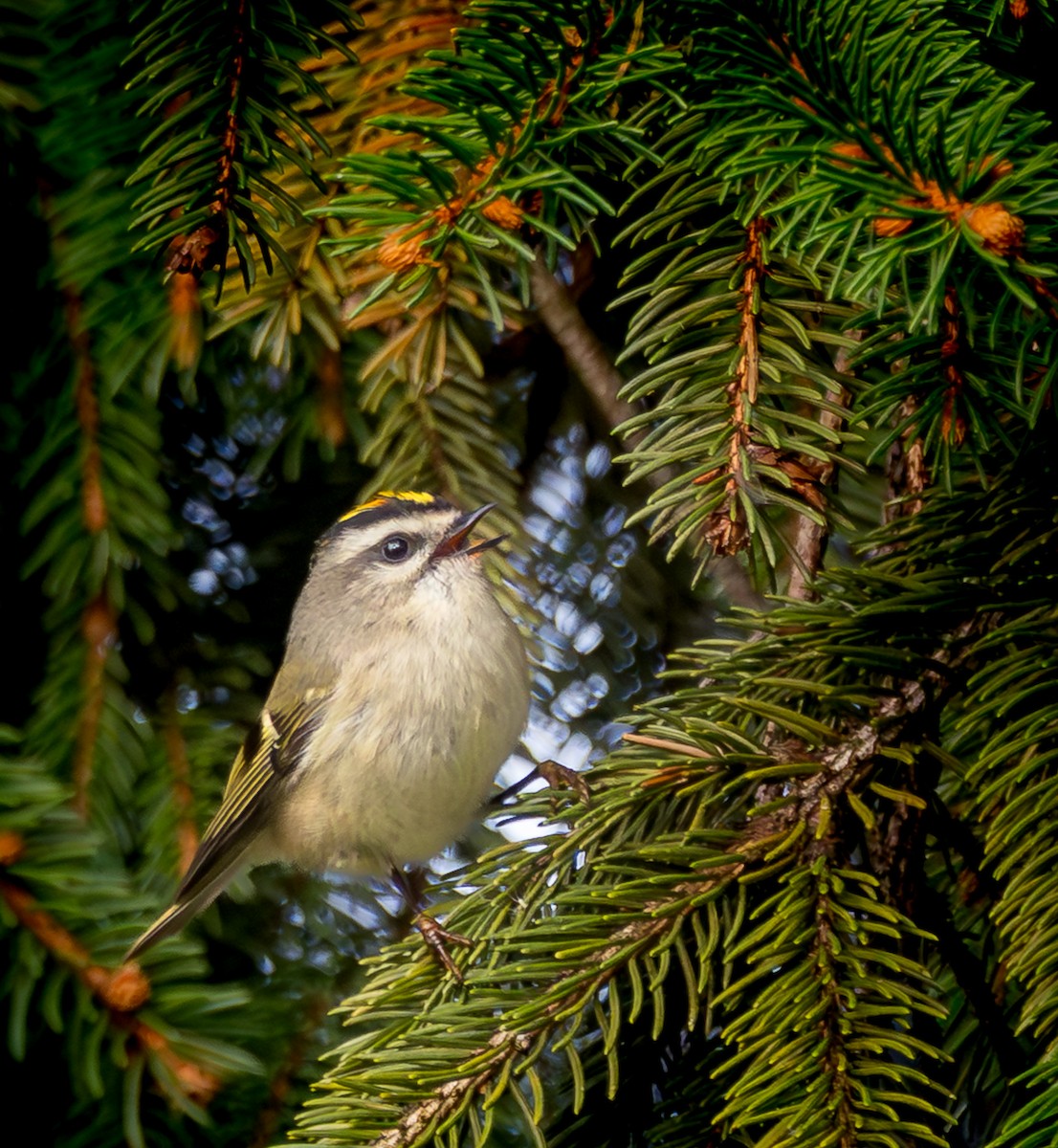 Golden-crowned Kinglet - ML643870413