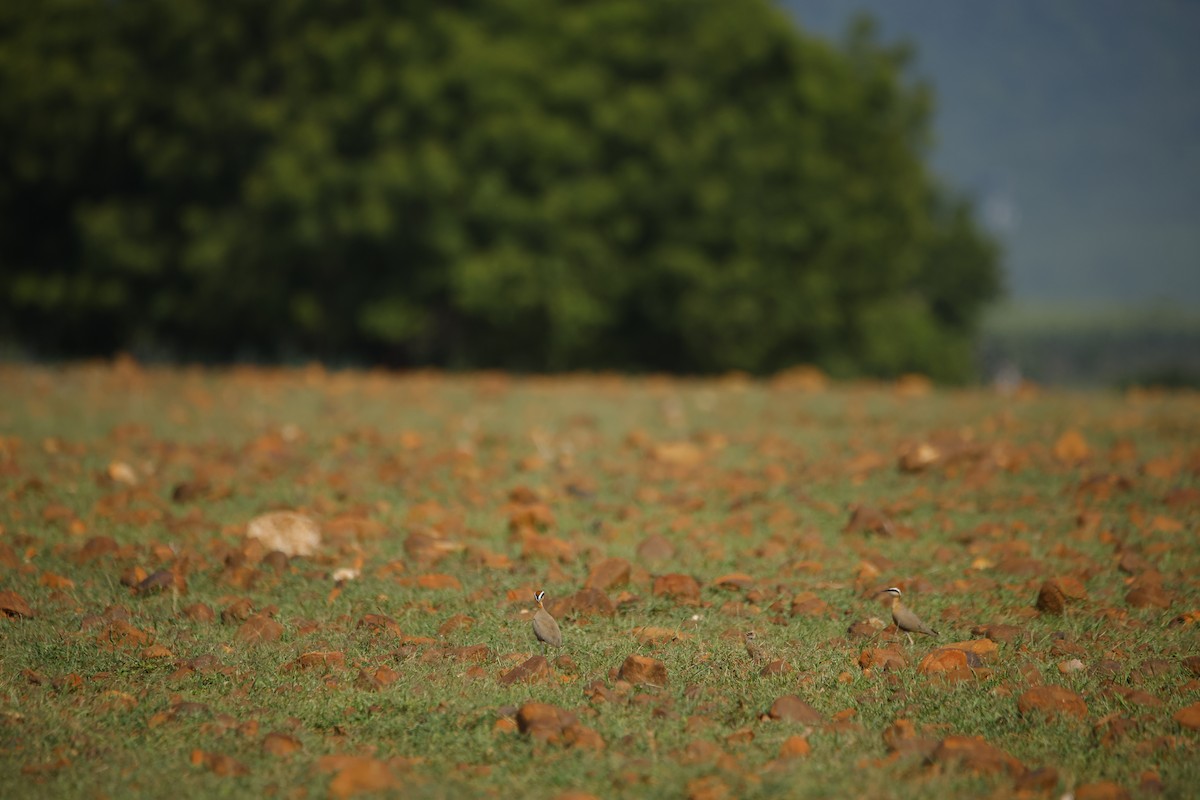 Indian Courser - ML643870415