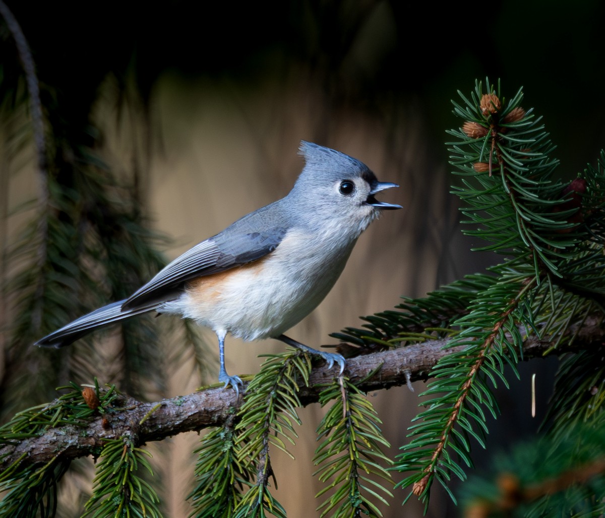 Tufted Titmouse - ML643870418