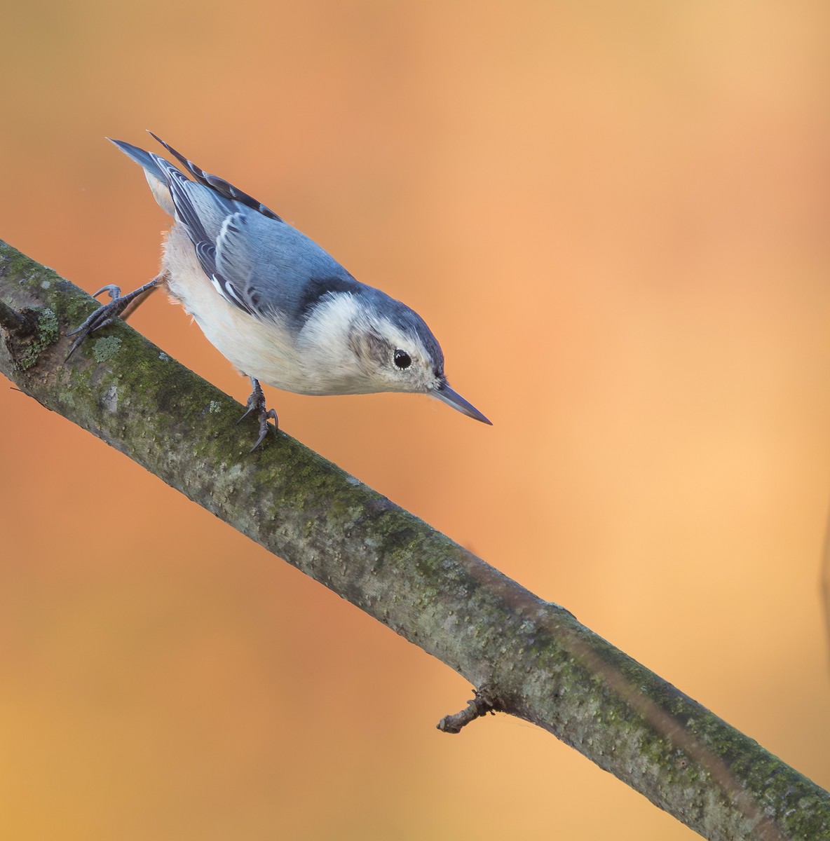White-breasted Nuthatch - ML643870430