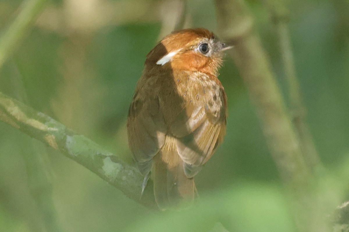 Ceara Gnateater - ML643870439