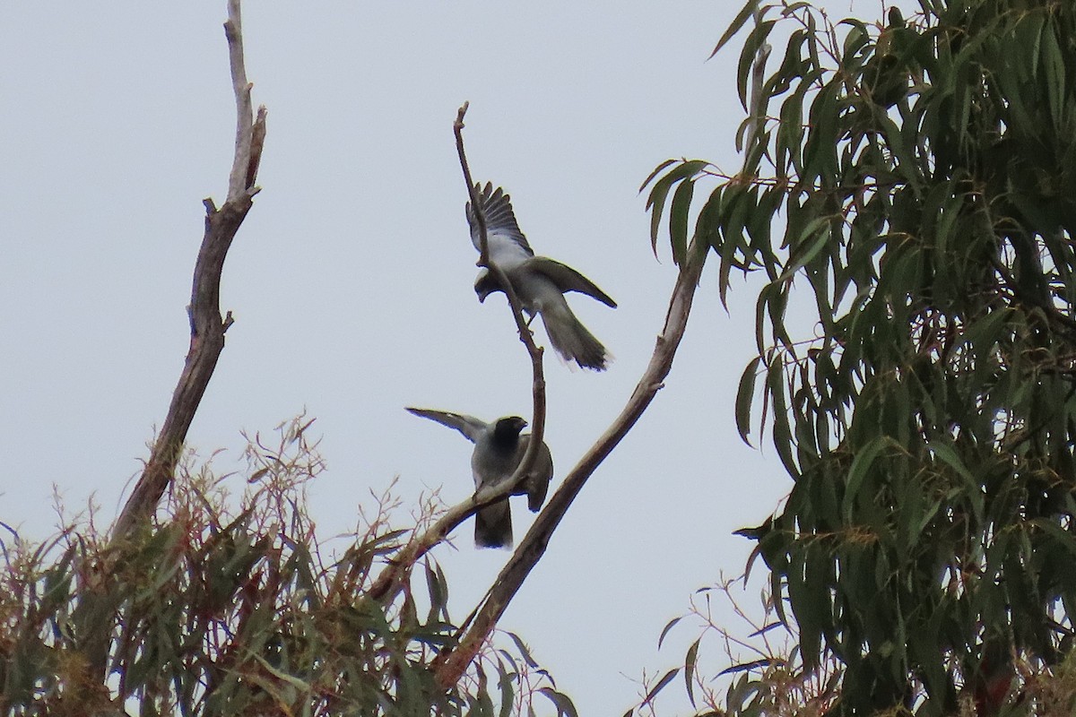 Black-faced Cuckooshrike - ML643870447