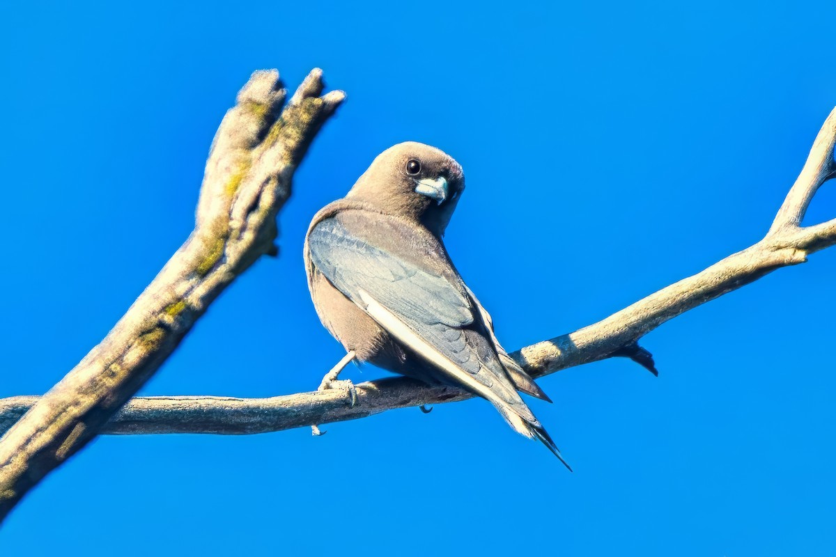 Dusky Woodswallow - ML643870461