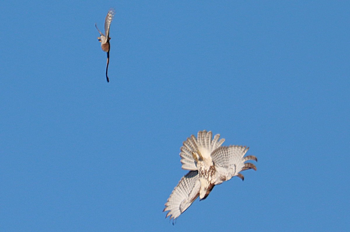 Cooper's Hawk - ML643870462