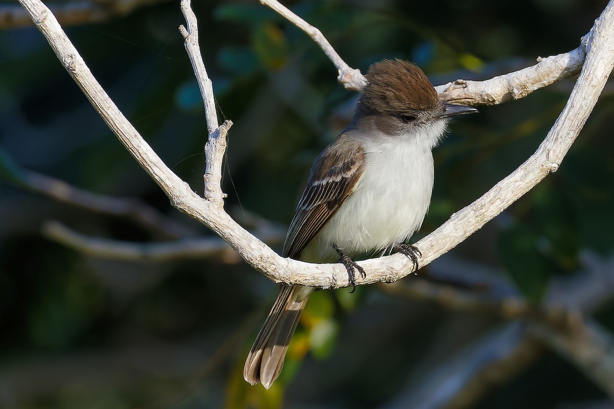 Loggerhead Kingbird - ML643870463