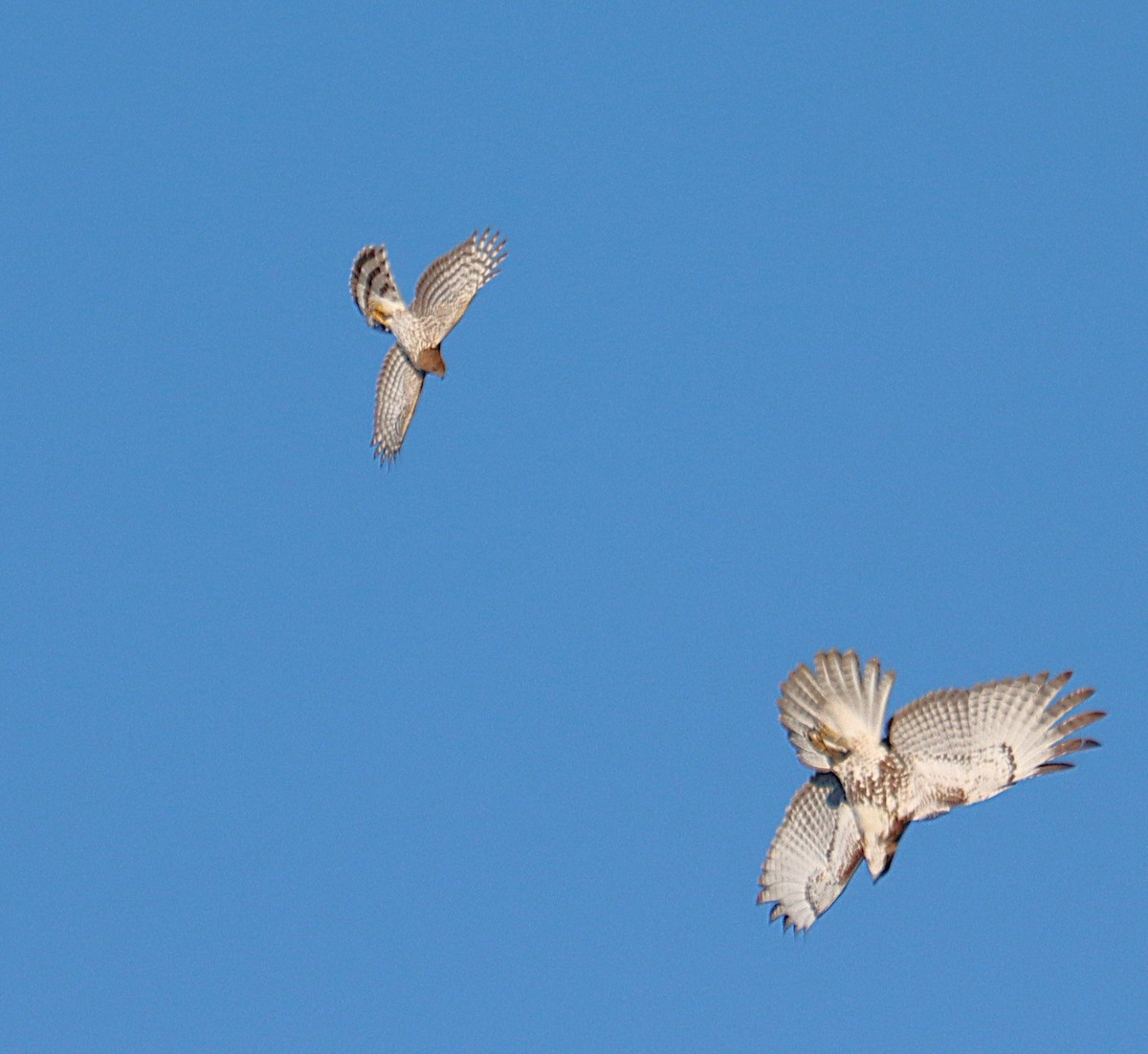 Cooper's Hawk - ML643870464