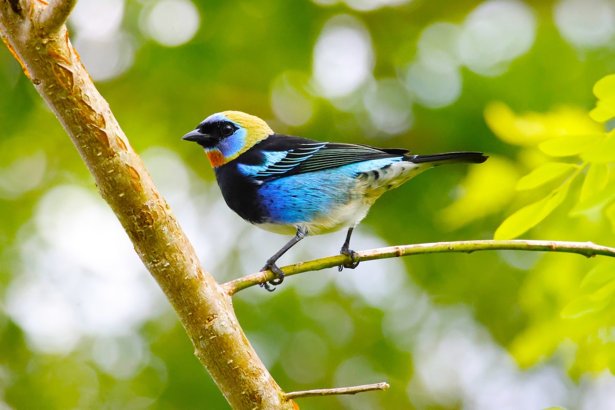 Golden-hooded Tanager - ML643870467