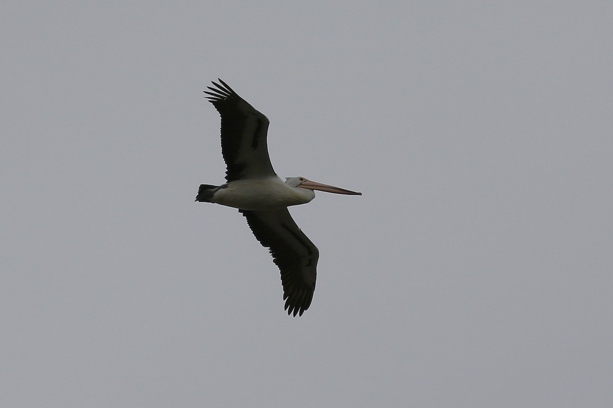 Australian Pelican - ML643870468
