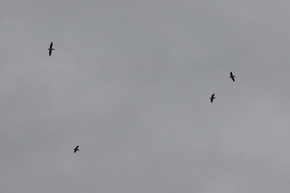 Australian Pelican - ML643870469