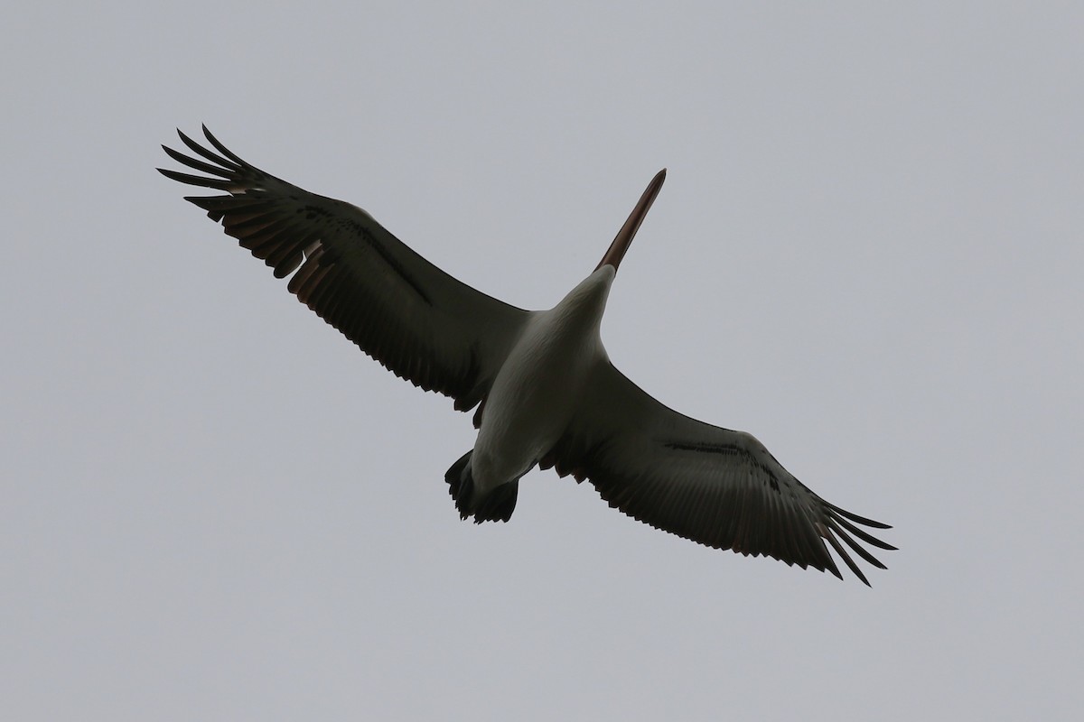 Australian Pelican - ML643870470