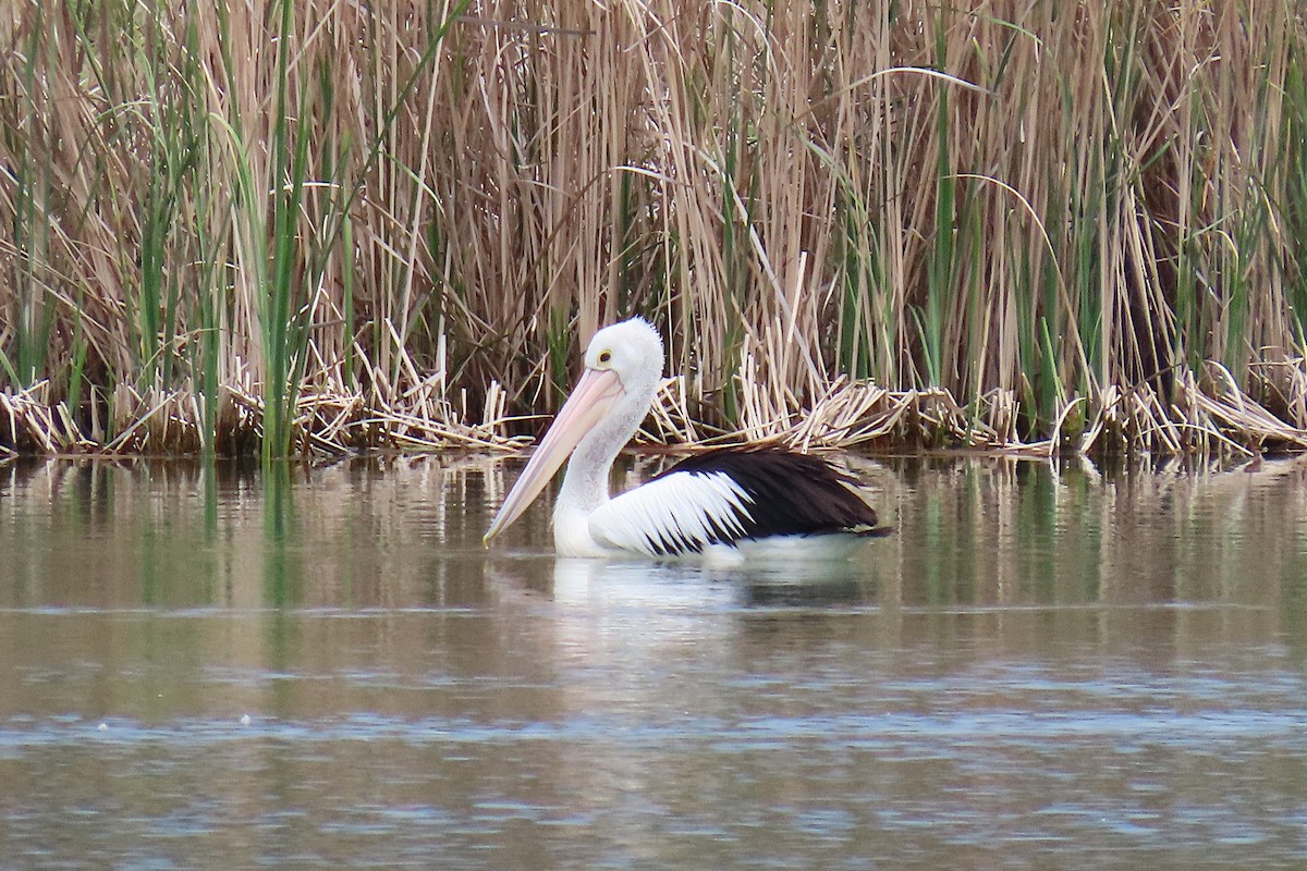 Australian Pelican - ML643870471