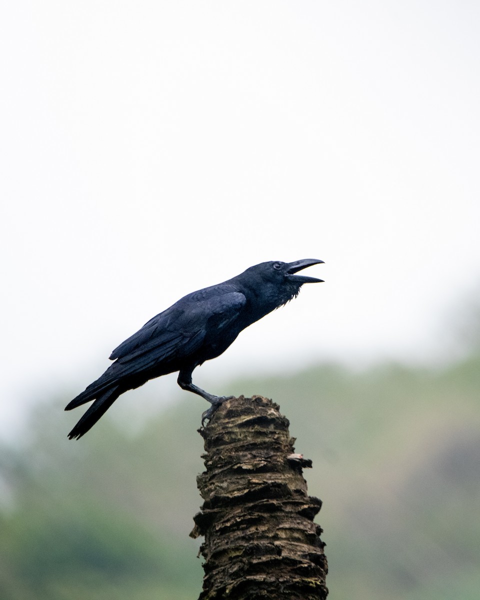 Large-billed Crow - ML643870473