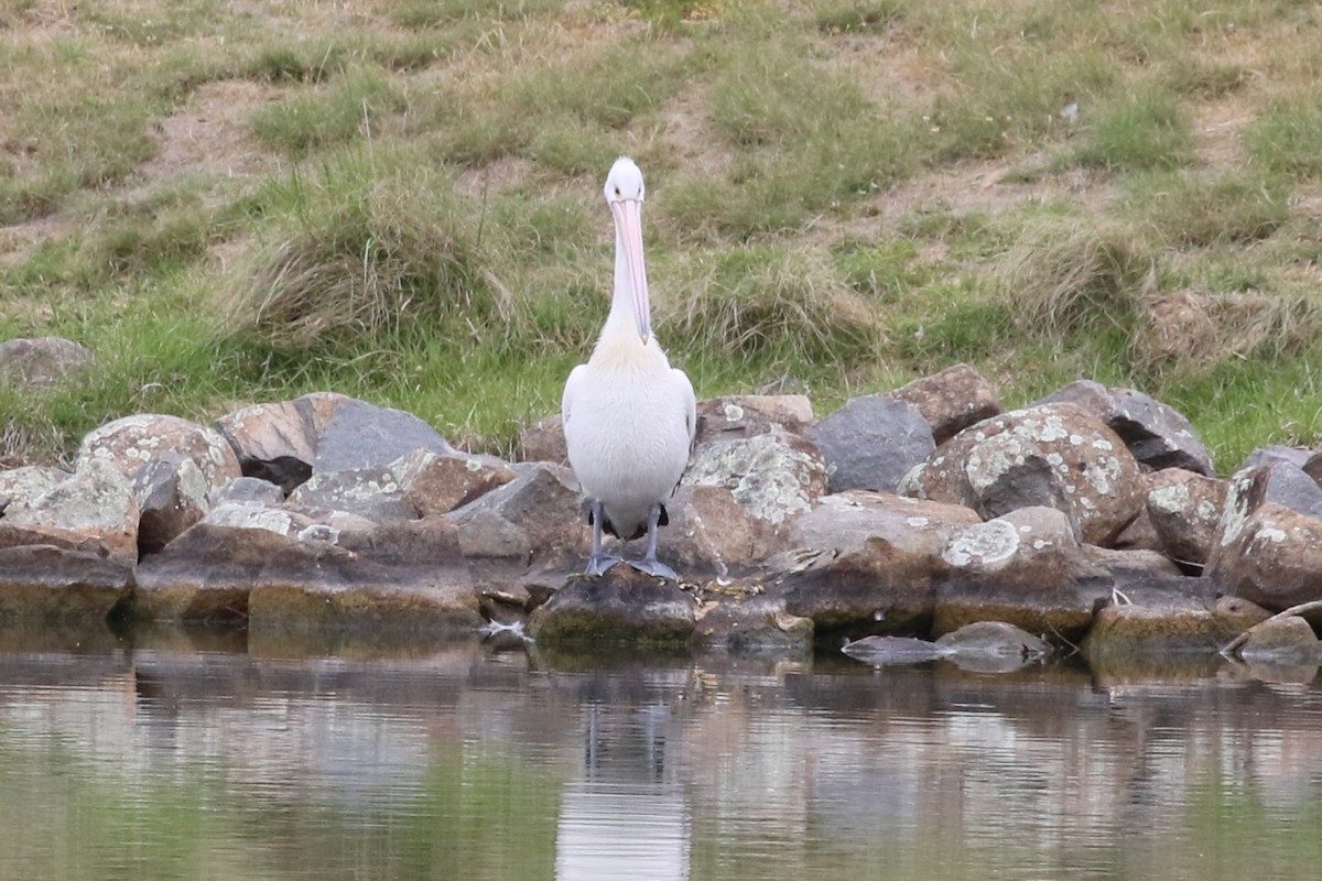 Australian Pelican - ML643870474