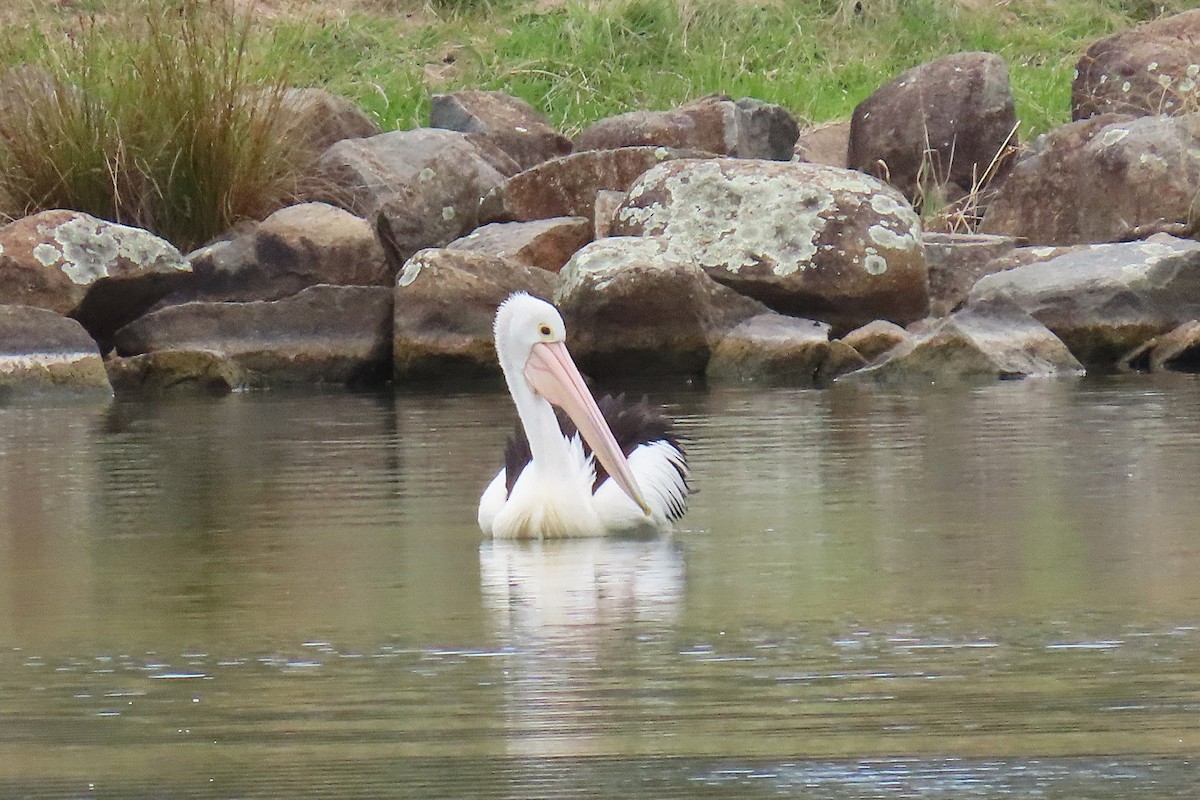 Australian Pelican - ML643870475