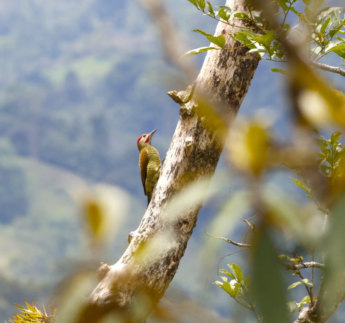 Golden-olive Woodpecker - ML643870477