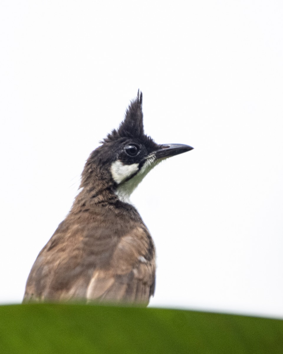 Red-whiskered Bulbul - ML643870478