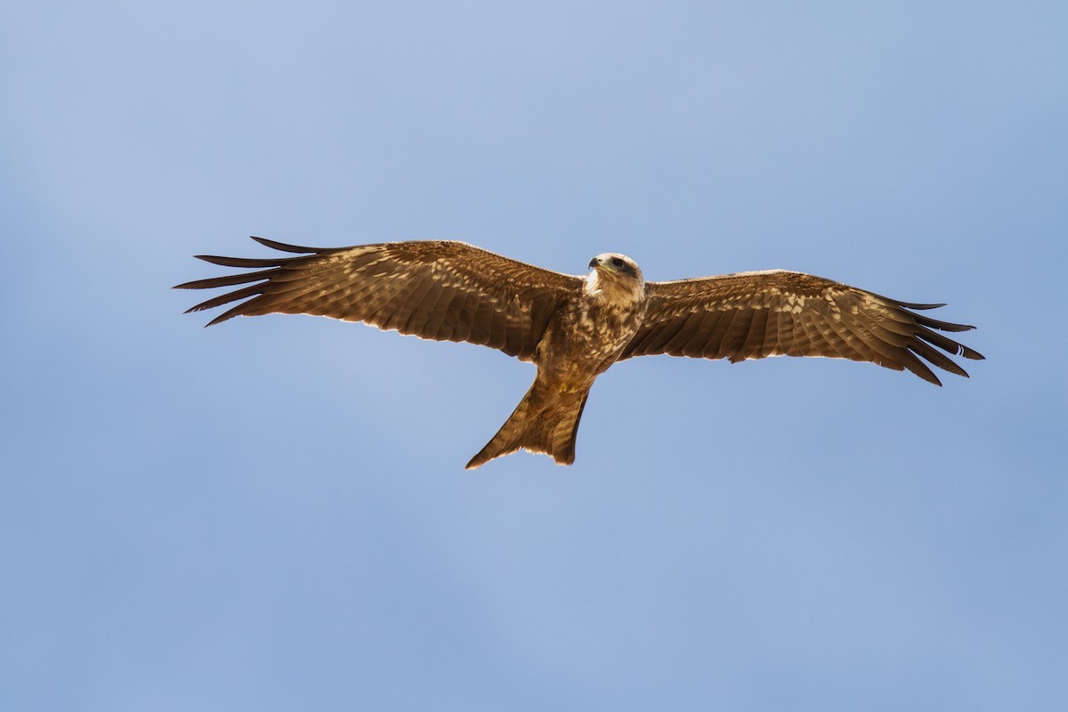 Black Kite (Yellow-billed) - ML643870479