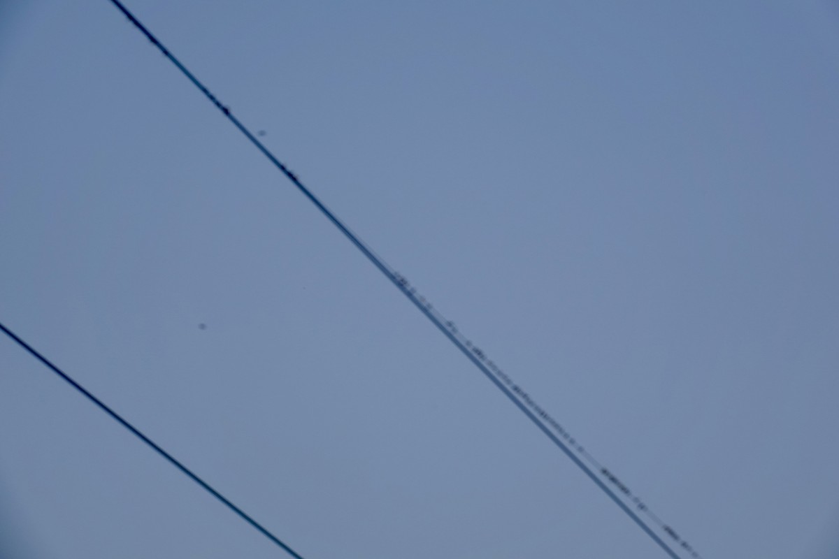 Streak-throated Swallow - ML643870483
