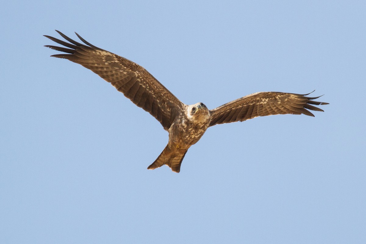 Black Kite (Yellow-billed) - ML643870485