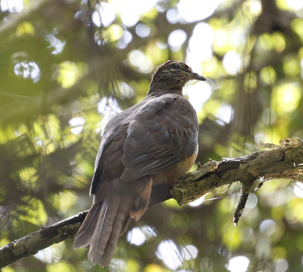 Brown Cuckoo-Dove - ML643870486