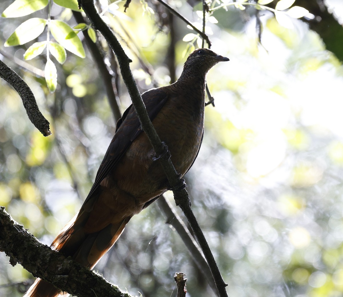 Brown Cuckoo-Dove - ML643870487