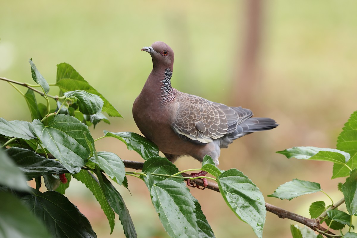 Picazuro Pigeon - ML643870488