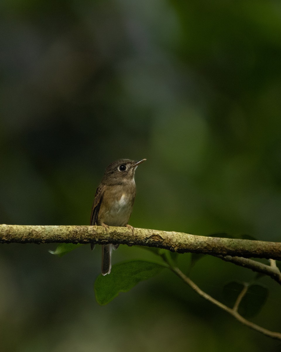 Brown-breasted Flycatcher - ML643870489