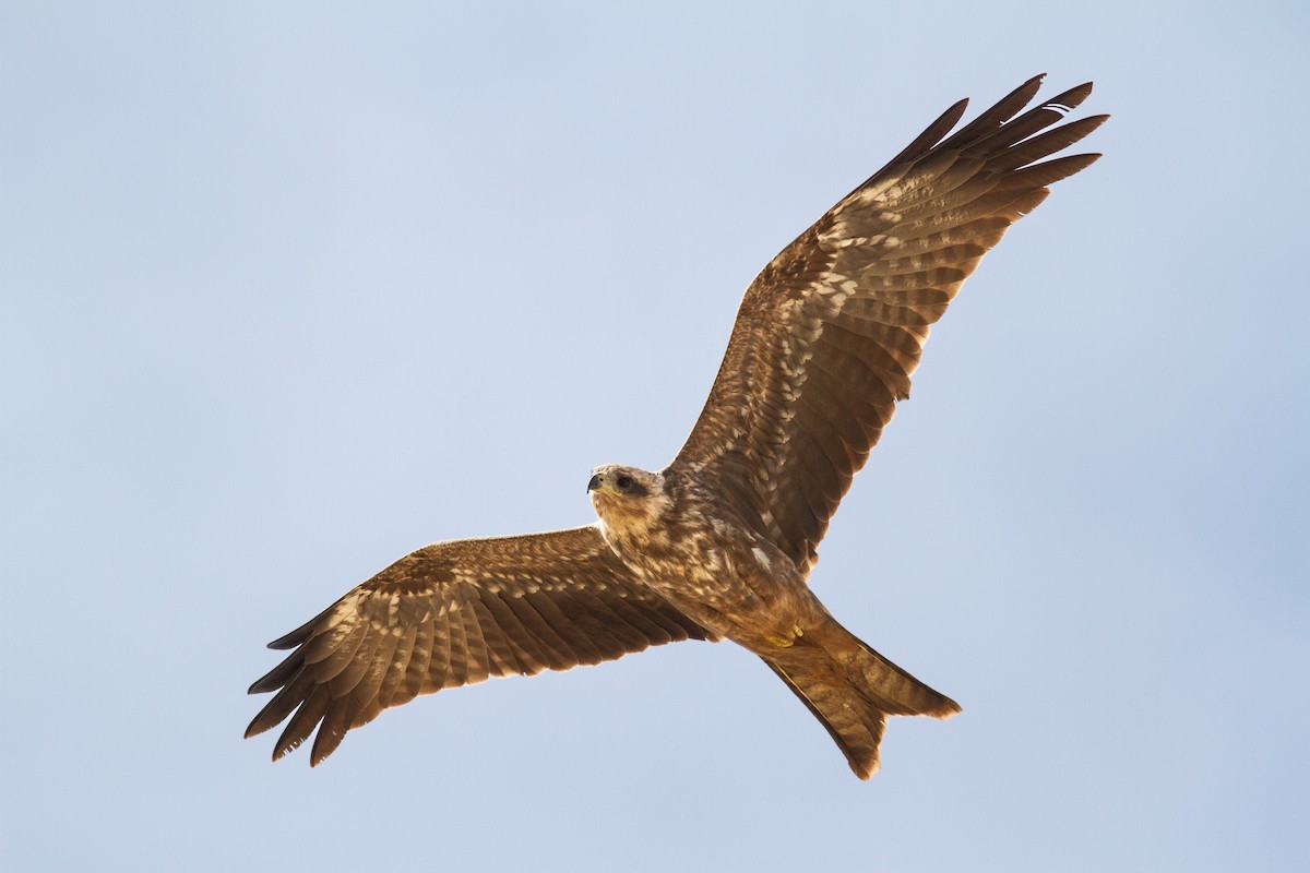 Black Kite (Yellow-billed) - ML643870490