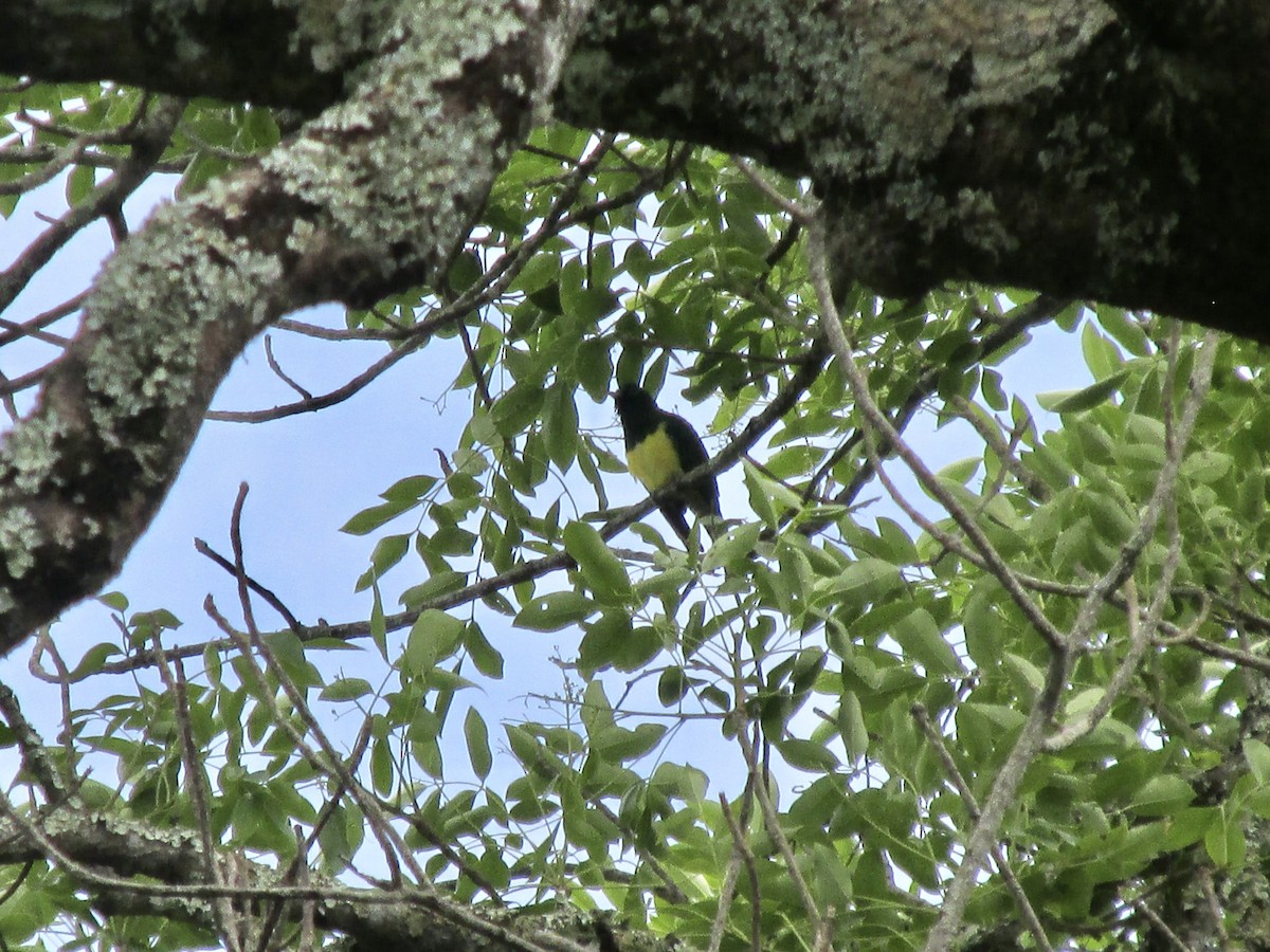 African Emerald Cuckoo - ML643870491