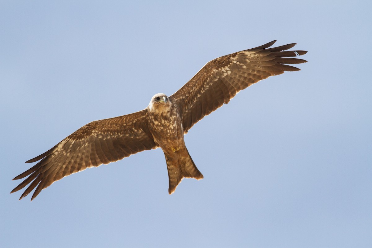 Black Kite (Yellow-billed) - ML643870492