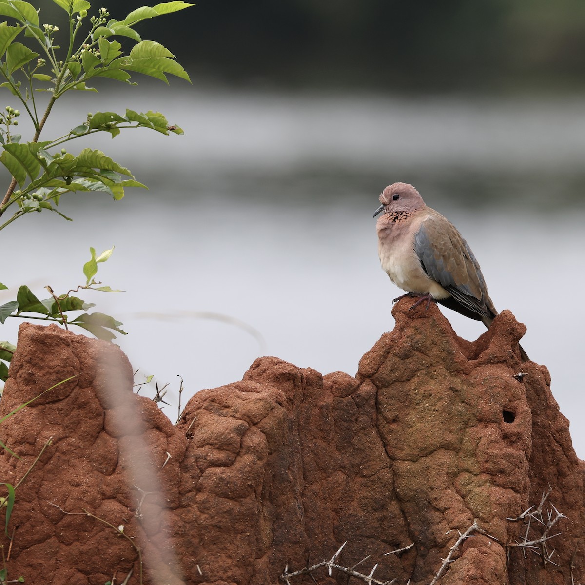 Laughing Dove - ML643870496