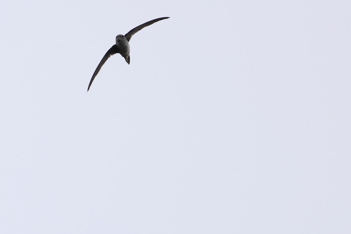 Fork-tailed Palm Swift - ML643870497
