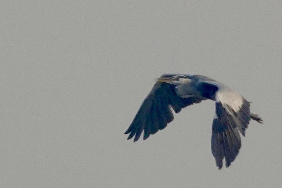 Gray Heron - ML643870498