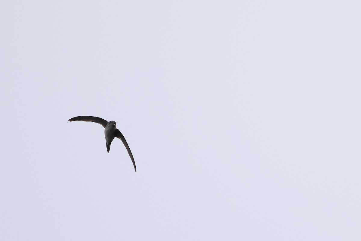 Fork-tailed Palm Swift - ML643870499