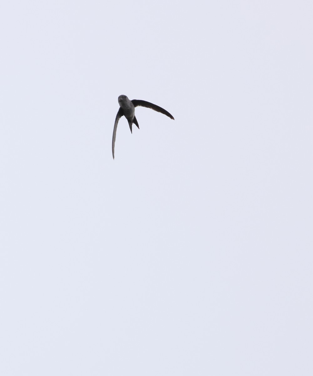 Fork-tailed Palm Swift - ML643870500