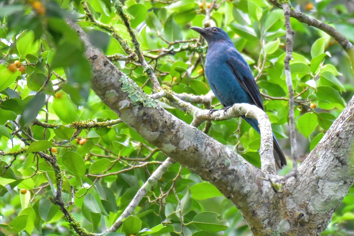 Asian Fairy-bluebird - ML643870501