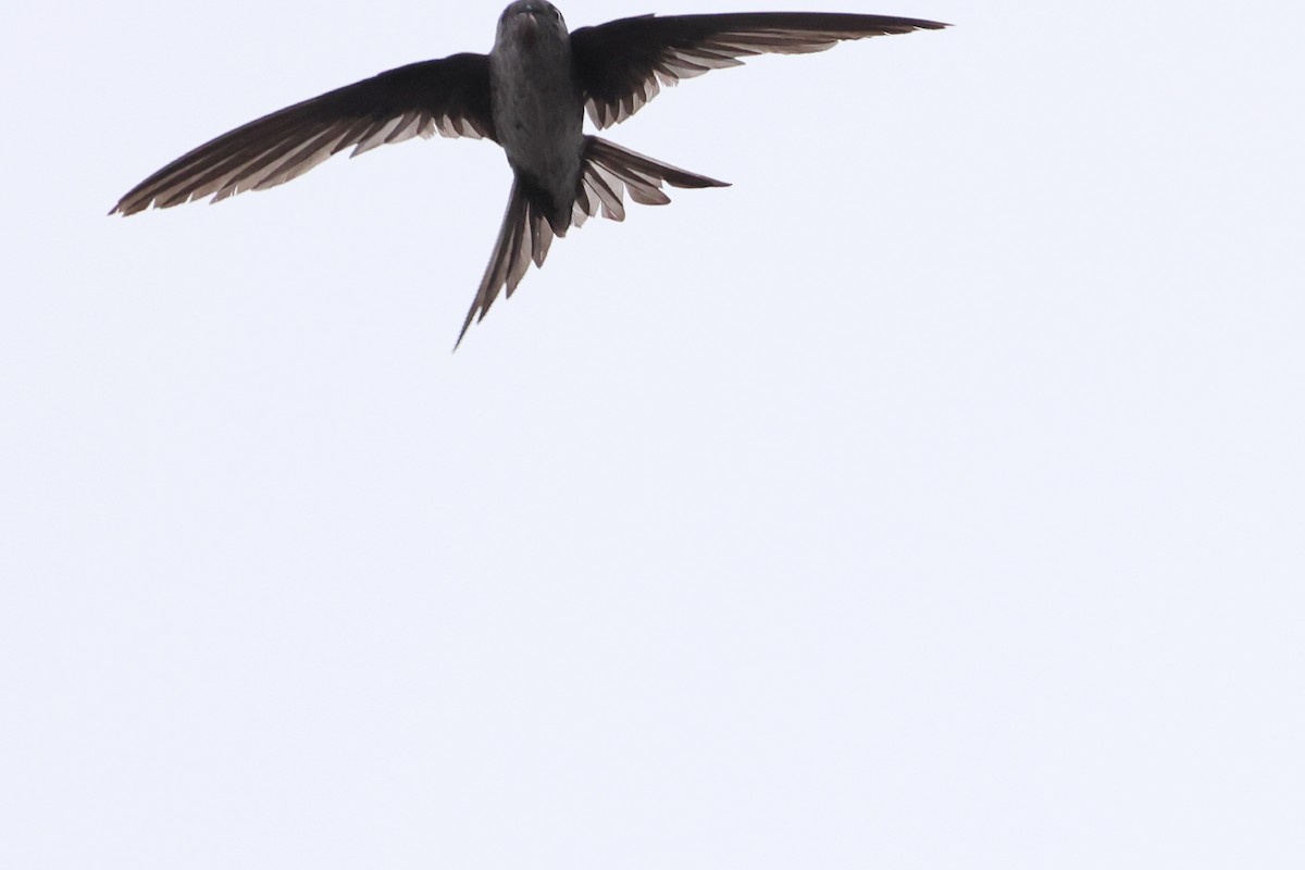 Fork-tailed Palm Swift - ML643870502