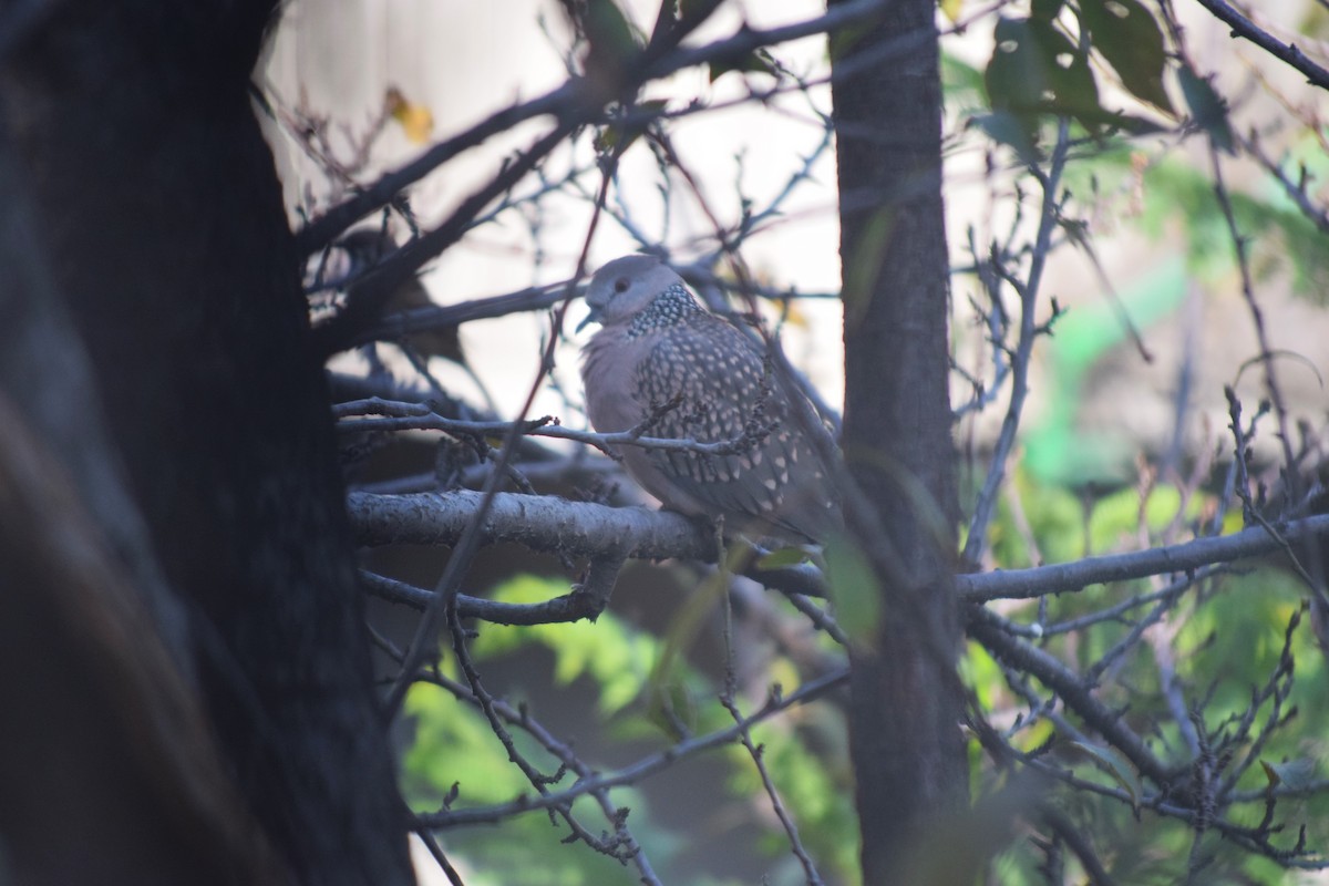 Spotted Dove - ML643870503