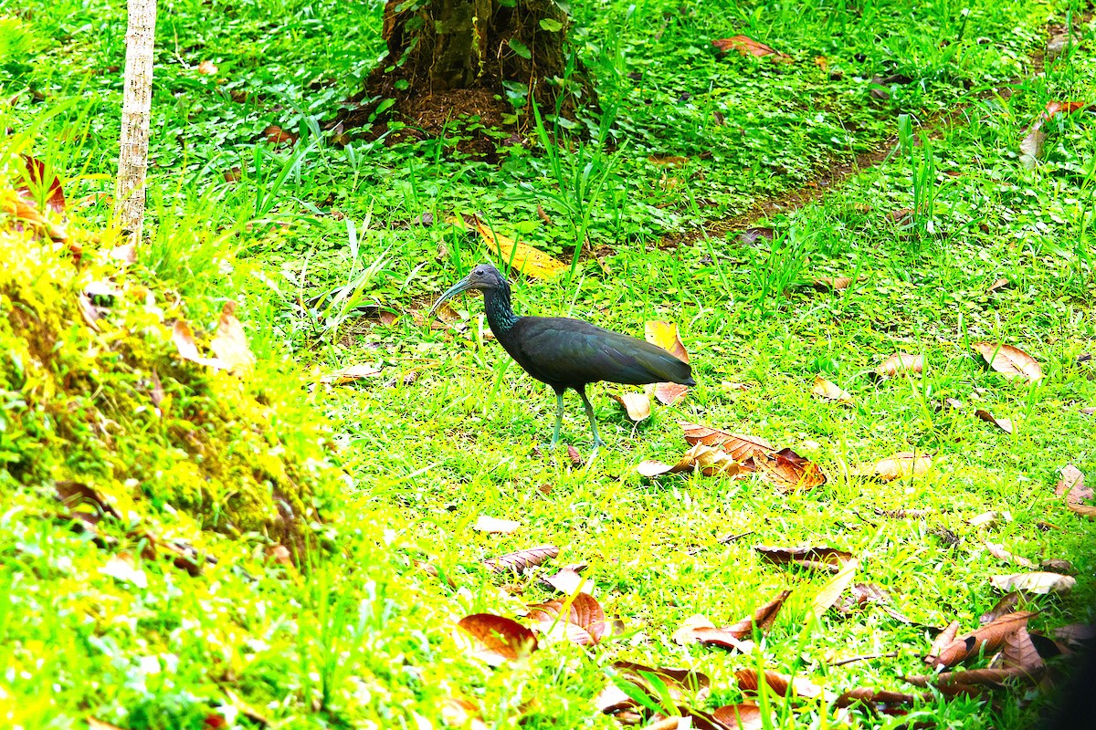 Green Ibis - ML643870504